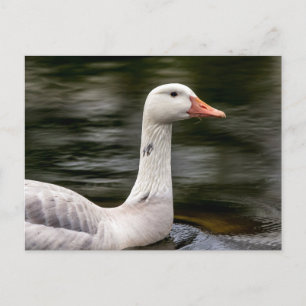 Leucistic Canadian Goose Vykort