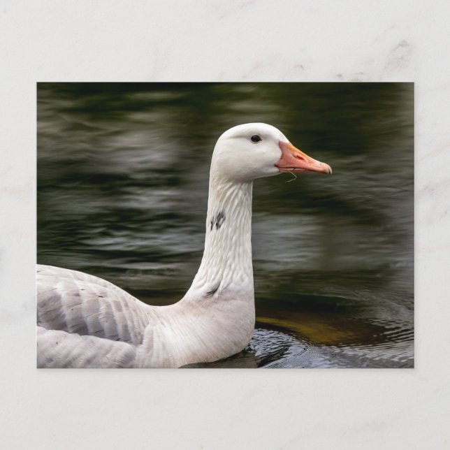 Leucistic Canadian Goose Vykort (Framsida)