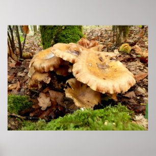 Leucopaxillus giganteus Mushroom Poster