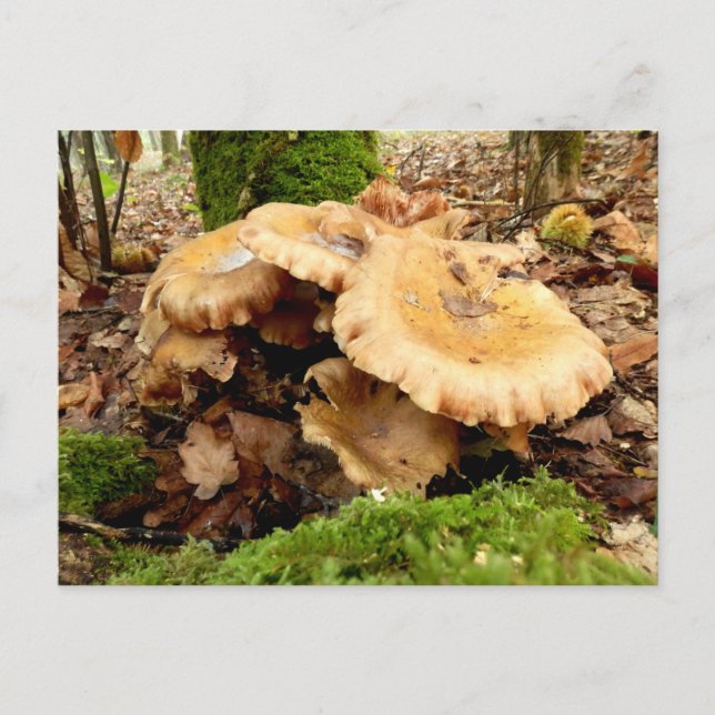 Leucopaxillus giganteus Mushroom vykort (Framsida)