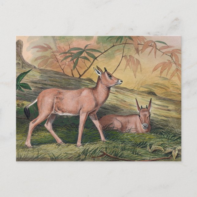 Leucoryx av Joseph Varg Vykort (Framsida)