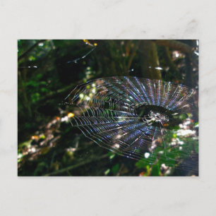 Leugauge Orb Webben Postcard Vykort