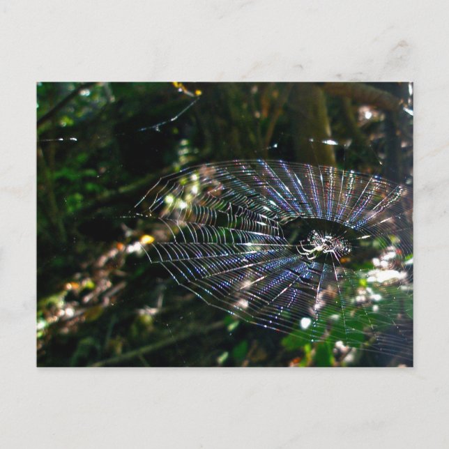 Leugauge Orb Webben Postcard Vykort (Framsida)