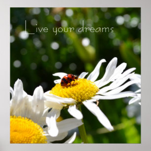 Lev dina Dreams Ladybug- och Daisy-Poster Poster