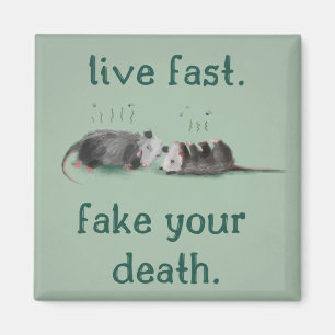 Lev snabbt. Fånga din död. Opossum Magnet
