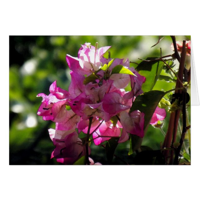 Levande 2 OBS kort (Framsidan Horizontal)