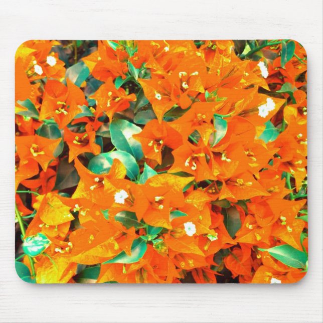 Levande apelsinblommor av bougainvillea musmatta (Framsidan)