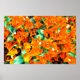 Levande apelsinblommor av bougainvillea poster