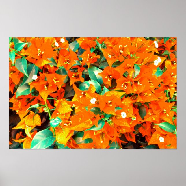 Levande apelsinblommor av bougainvillea poster (Framsidan)