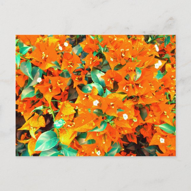 Levande apelsinblommor av bougainvillea vykort (Framsida)