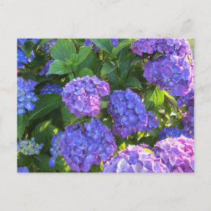 Levande blåa och lila hydrangeor vykort