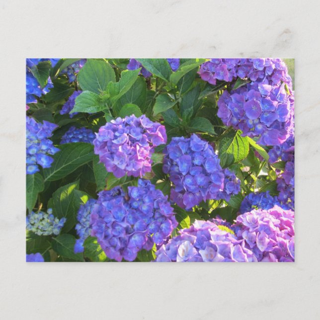 Levande blåa och lila hydrangeor vykort (Framsida)