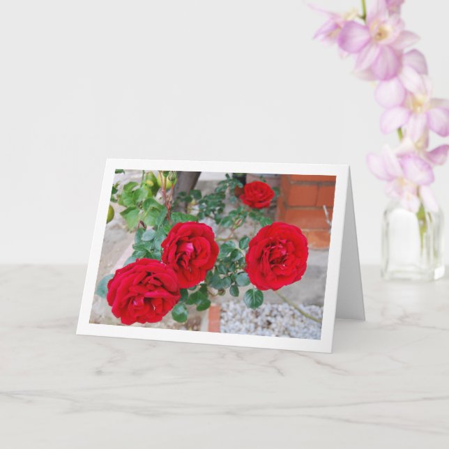 Levande blomsterröda rosor kort (Orkide)