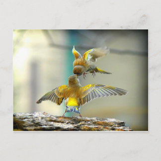 Levande fåglar vykort