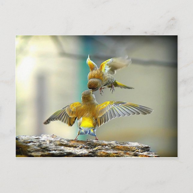 Levande fåglar vykort (Framsida)