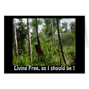 Levande frilevande orangutaner i Borneo Jungle Hälsningskort