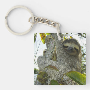 Levande liv som en Sloth