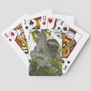 Levande liv som en Sloth Casinokort