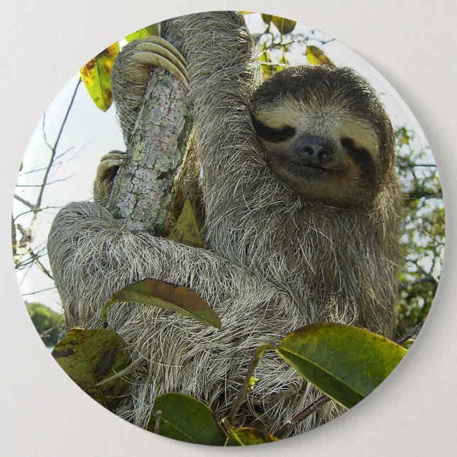 Levande liv som en Sloth Knapp (Framsida)
