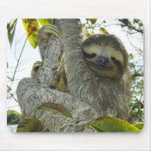 Levande liv som en Sloth