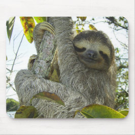 Levande liv som en Sloth Musmatta