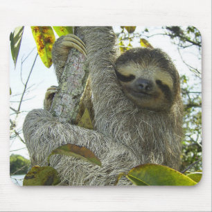 Levande liv som en Sloth Musmatta