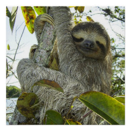 Levande liv som en Sloth Perfect Poster