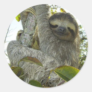 Levande liv som en Sloth Runt Klistermärke