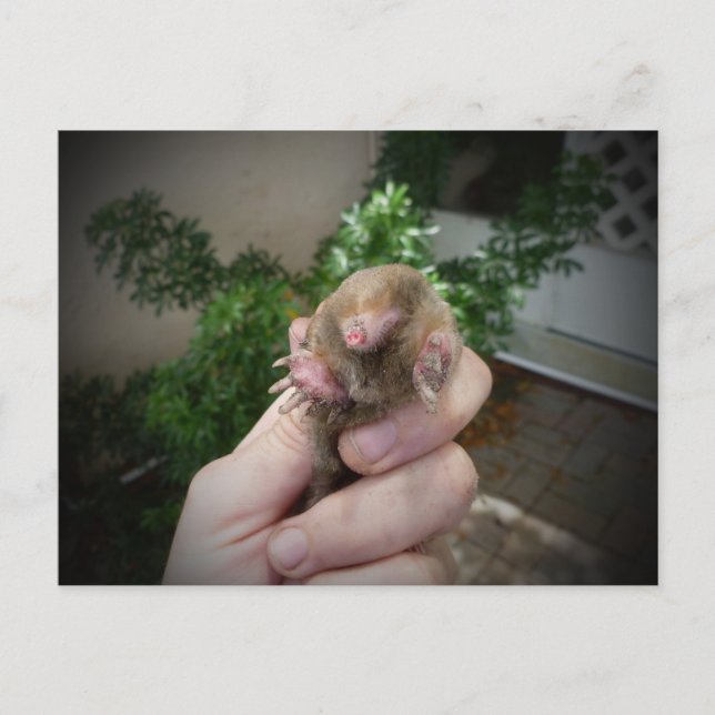 Levande mole i handleende.jpg vykort (Framsida)