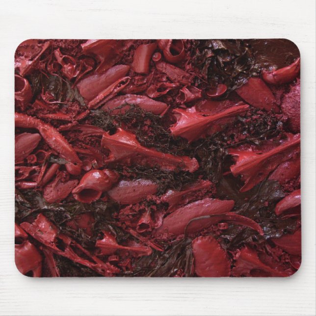 Levande! Musmatta (Framsidan)