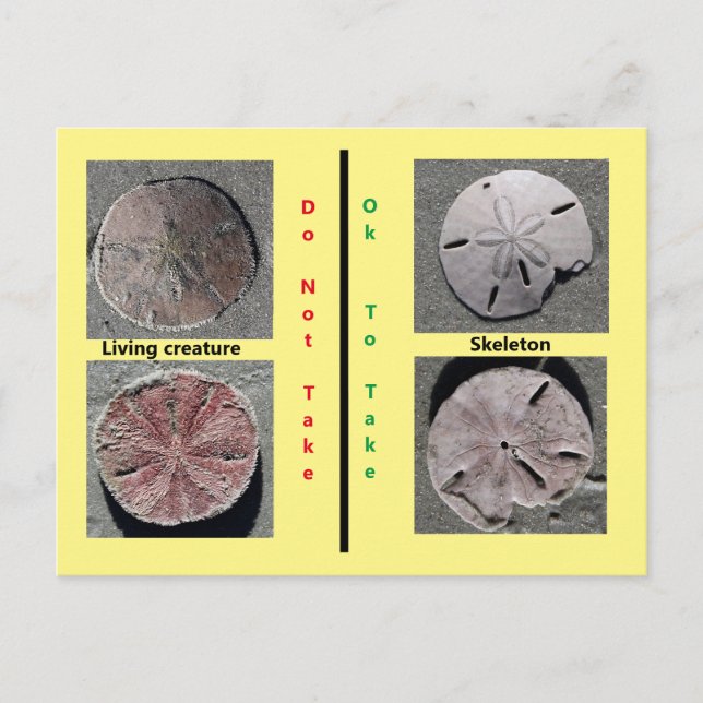 Levande och Död Sanddollar Postkort Vykort (Framsida)