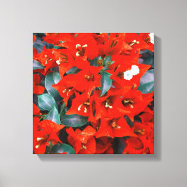 Levande röda bougainvillea blommor canvastryck