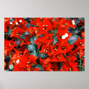 Levande röda bougainvillea blommor poster