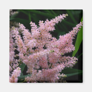 Levande Rosa Flower Photo Magnet