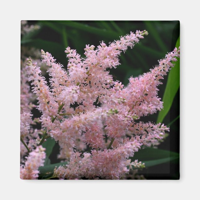 Levande Rosa Flower Photo Magnet (Framsidan)