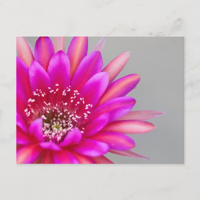 Levande rosa kaktusblomma kronblad vykort (Framsida)