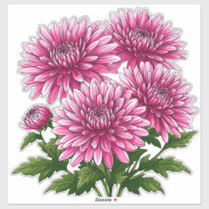 Levande rosa krysantemum blommar klistermärken