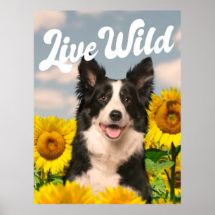 Levande Vild Gräns Collie in Sunblomme Poster