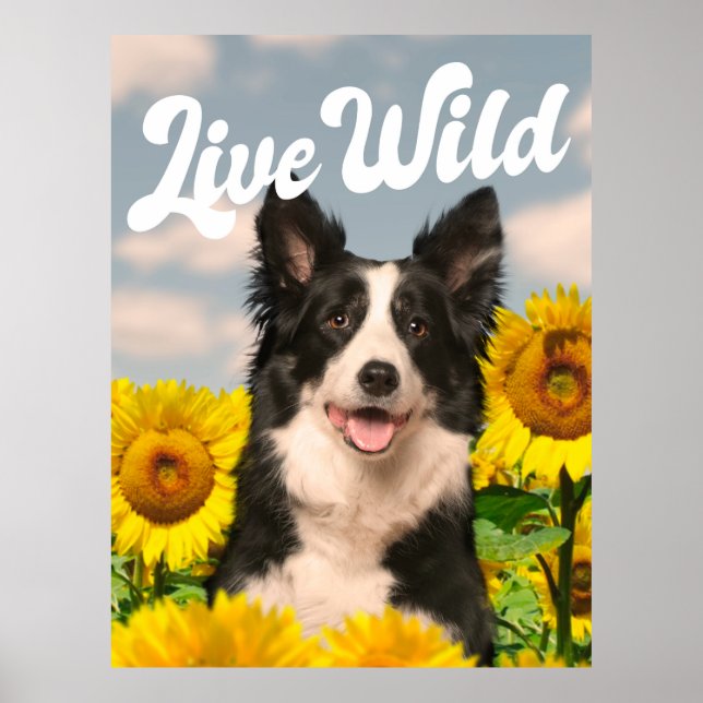 Levande Vild Gräns Collie in Sunblomme Poster (Framsidan)