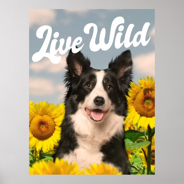 Levande Vild Gräns Collie in Sunblomme Poster (Framsidan)