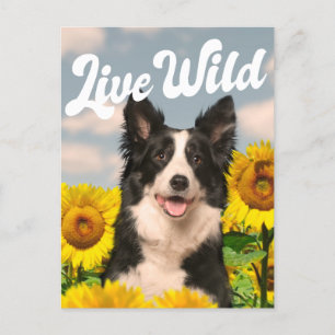 Levande Vild Gräns Collie in Sunblomme Vykort