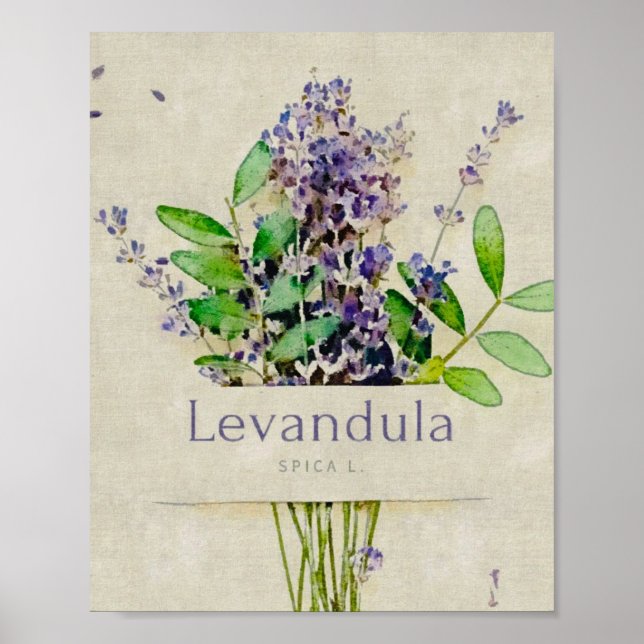 Levandula spica l. poster (Framsidan)