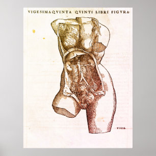 Lever och gallvägar poster