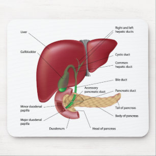 Leverbukspottkörteldiagram Mousepad Musmatta