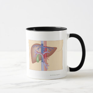 Levertransplantattillvägagångssätt Mugg