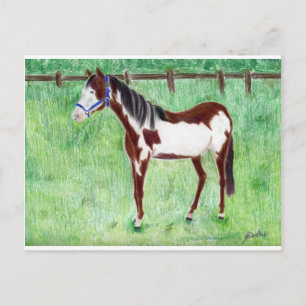 Levi Paint Horse Vykort