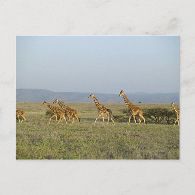 Lewa Wildlife Conservancy, Kenya Vykort (Framsida)