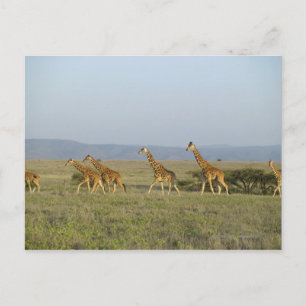 Lewa Wildlife Conservancy, Kenya Vykort