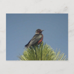 Lewis' Woodpecker vykort