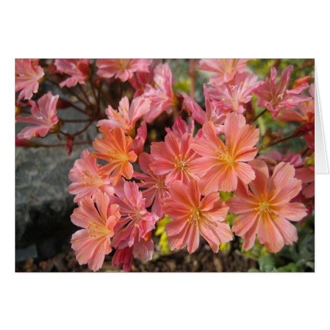 Lewisia-kort Hälsningskort (Framsidan Horizontal)